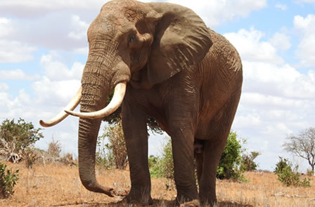 2 Days Tsavo East National Park