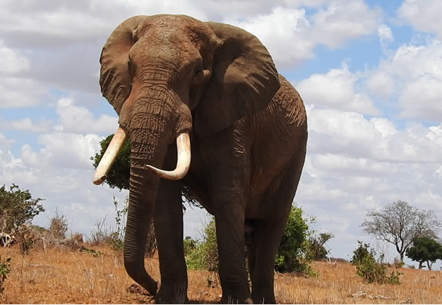 2 Days Tsavo East National Park_1