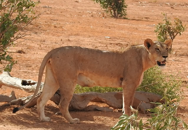 2 Days Tsavo East National Park_2