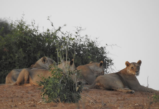 2 Days Tsavo East National Park_3