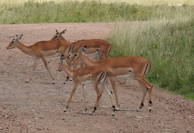 2 Days Tsavo East National Park_4