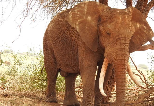 2 Days Tsavo West National Park