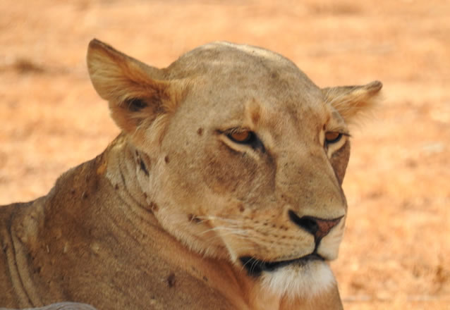 2 Days Tsavo West National Park_3