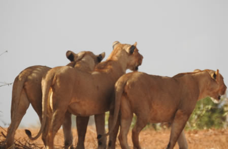 2 days tsavo west national park_main