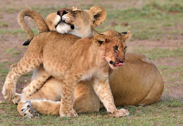 3 Days 2 Nights Masai Mara Air safari_2