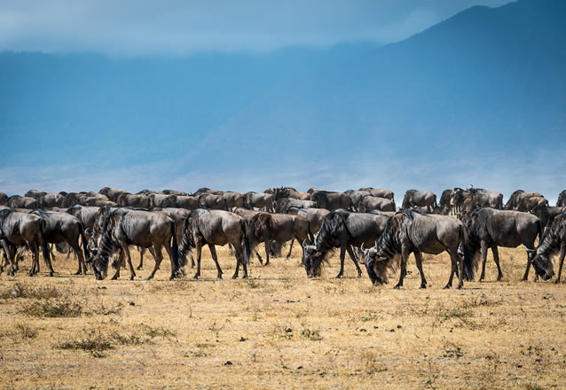 3 Days 2 Nights Masai Mara Air safari_3