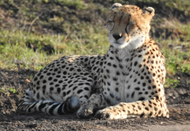 3 Days 2 Nights Masai Mara Air safari_4