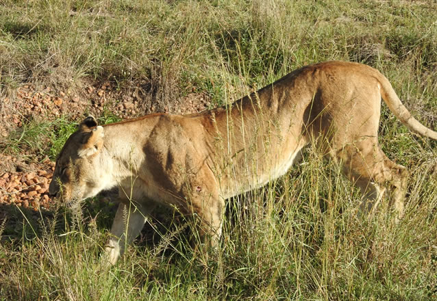 3 Days 2 Nights Masai Mara Air safari_5