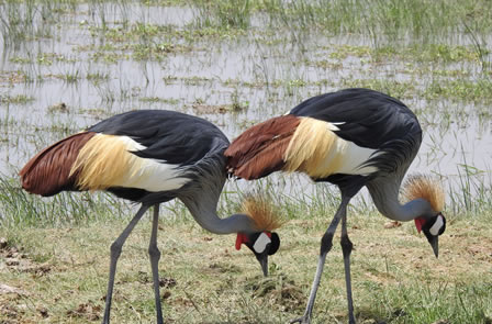 3 Days Tsavo East Amboseli National Park