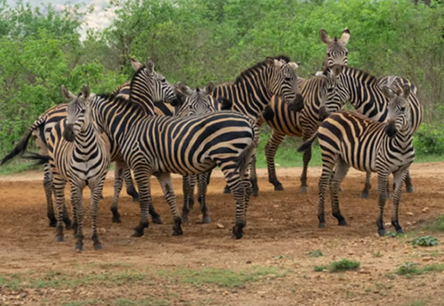 3 days tsavo days tsavo east west n park_2
