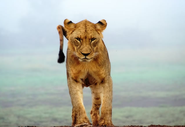 3 days tsavo days tsavo east west n park_3