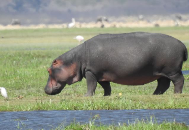 3 days tsavo days tsavo east west n park_5