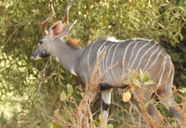 3 days tsavo east national park_2