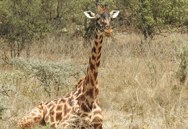 3 days tsavo east national park_3