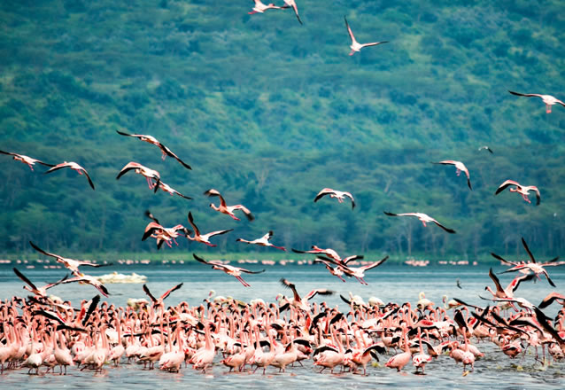 4 days 3 nights masai mara,lake nakuru national park_