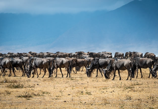 4 days 3 nights masai mara,lake nakuru national park_2