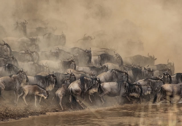 4 days 3 nights masai mara,lake nakuru national park_3