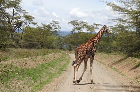 4_days_amboseli_tsavo east