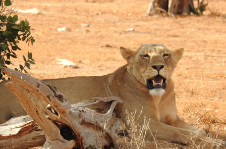 7 Days Masai Mara, Nakuru, Amboseli And Tsavo East