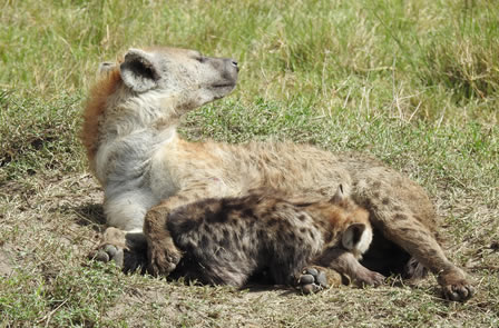 9 Days Tsavo West,Amboseli,Lake Nakuru N Park,Masai Mara,L