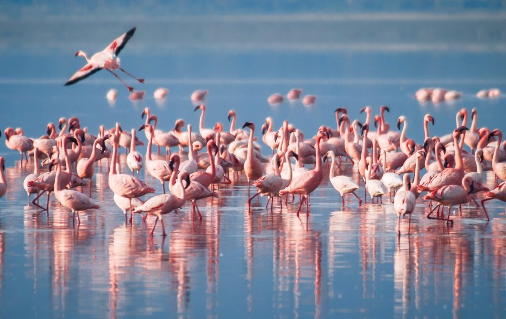 A-flock-of-flamingos-Lake-Manyara-Arusha-Tanzania
