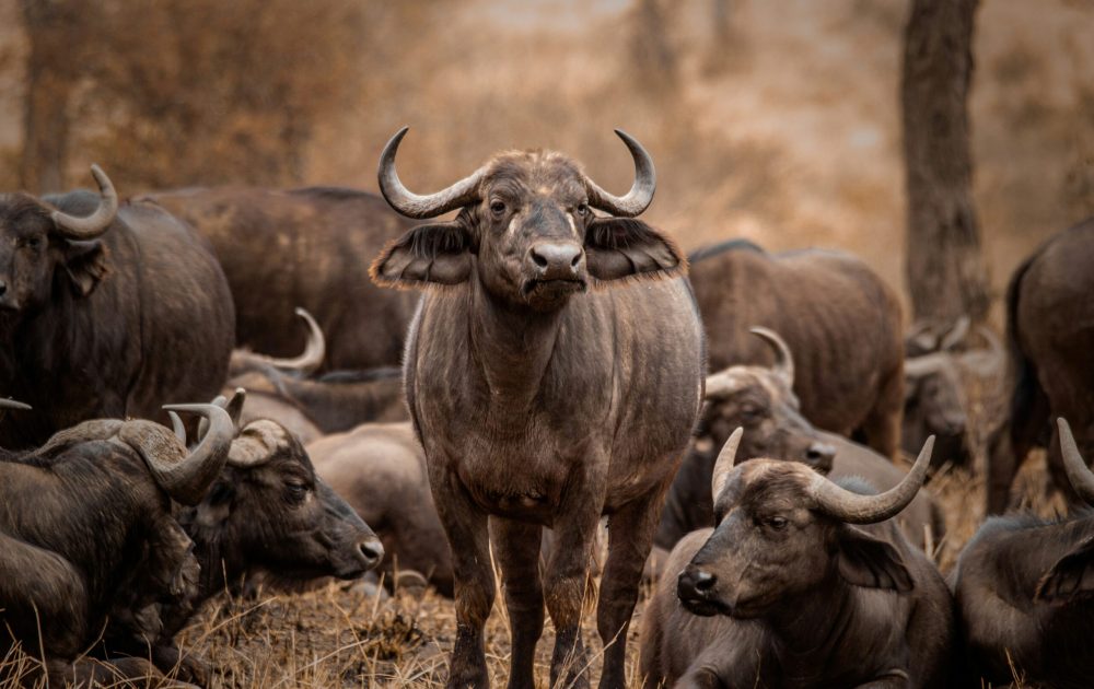 denice-alex-3r-vQg-mCI0-unsplash