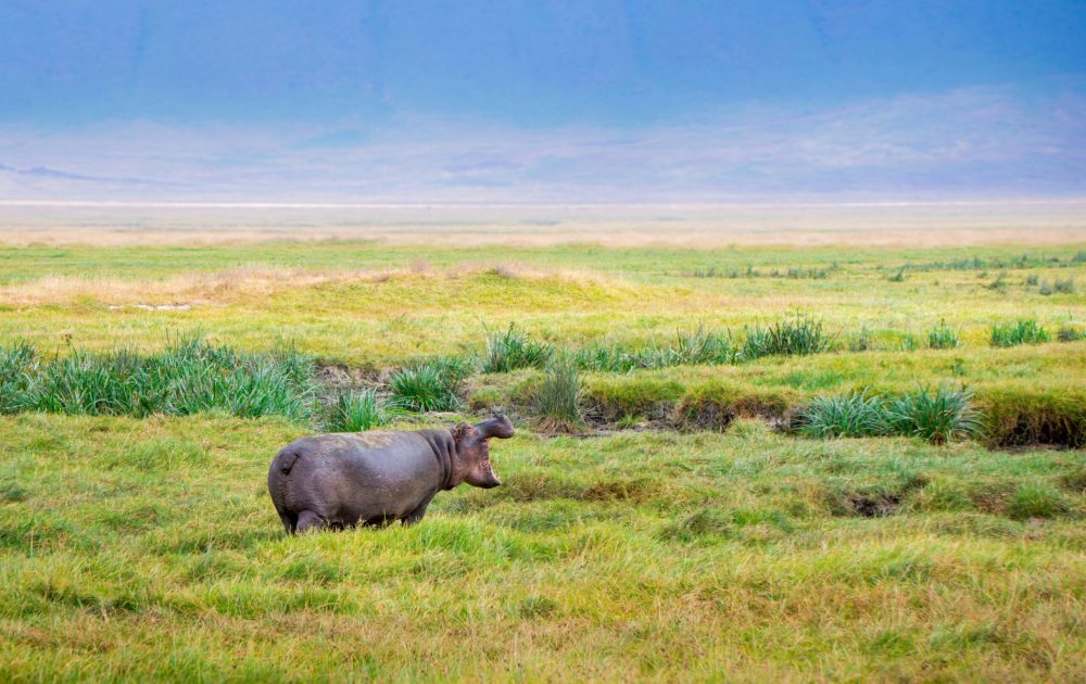 hendrik-cornelissen-ks9Jr6dPfC8-unsplash