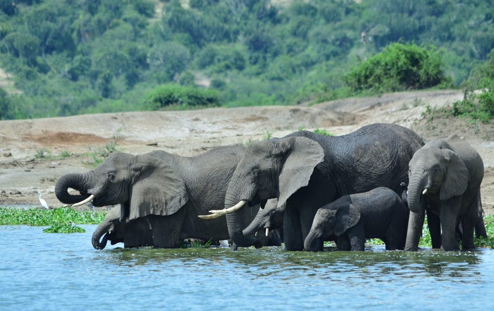 ivan-sabayuki-rV8XeF6leIA-unsplash