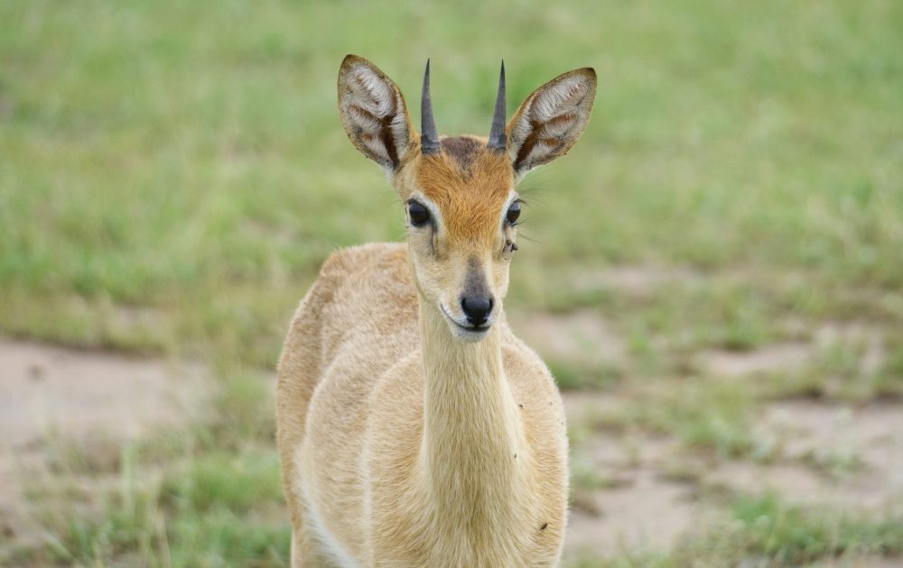 jonathan-gohner-oRjDT-LVKSM-unsplash