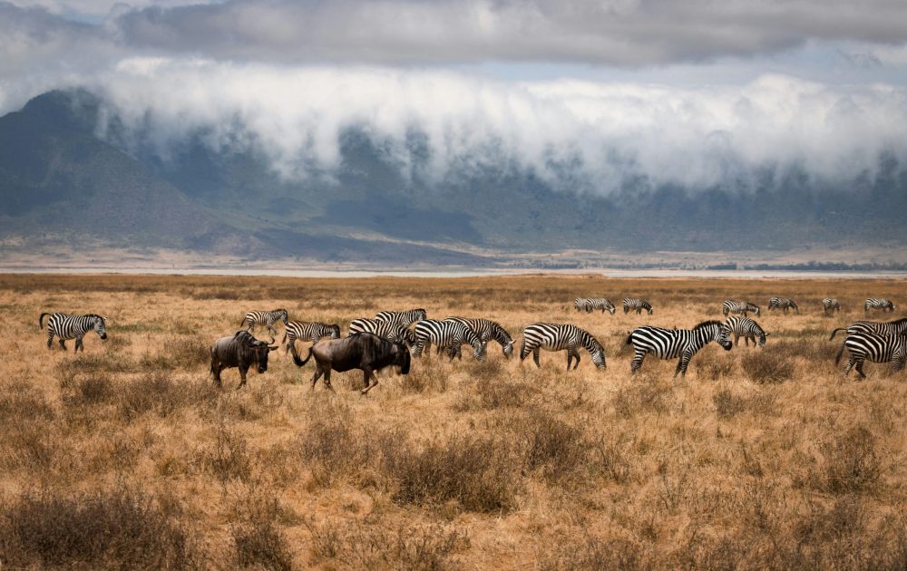 mariola-grobelska-sLA88T3PyOU-unsplash