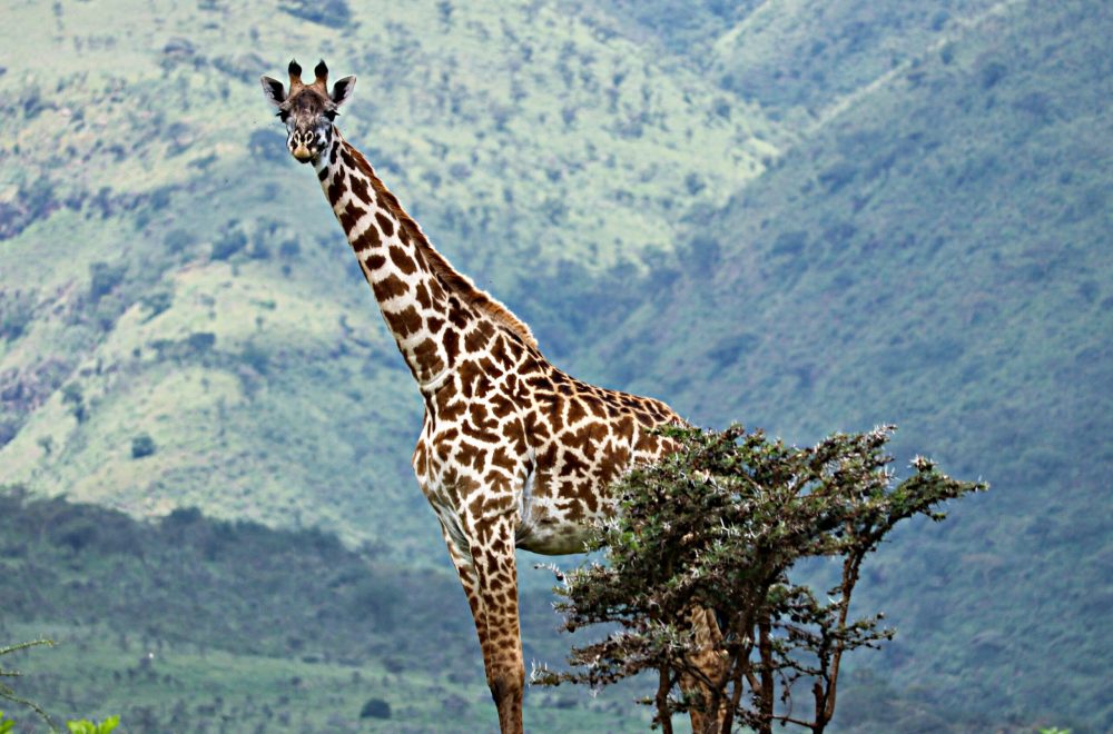 ryan-louderback-tlU1GCDZ7Po-unsplash