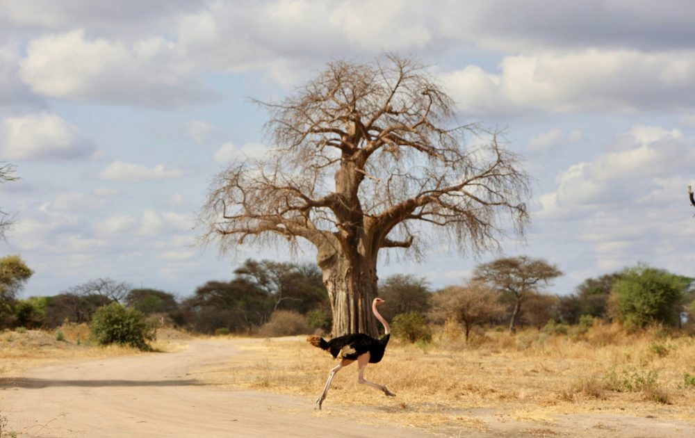 uzuri-safaris-tanzania-dpoOaYVzMuI-unsplash