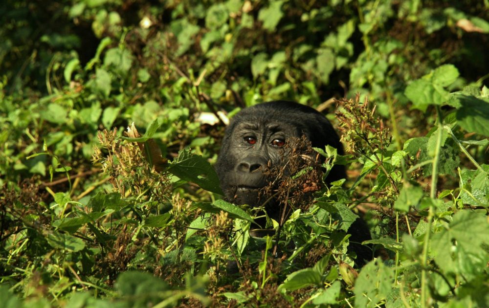 william-pietermans-Ay_nyETW9wA-unsplash