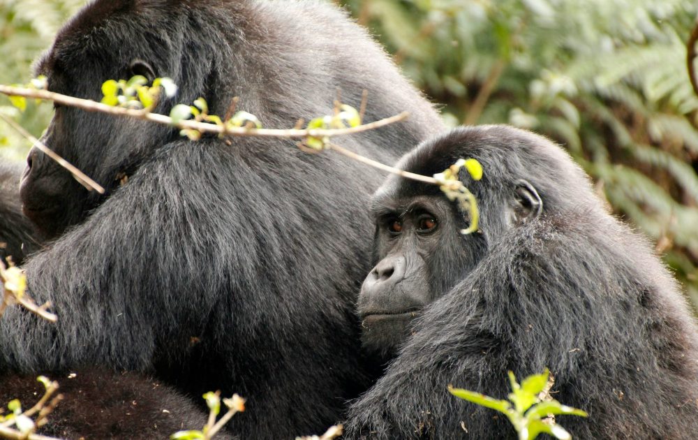 ylenia-vimercati-molano-NrrzGBcU6aM-unsplash